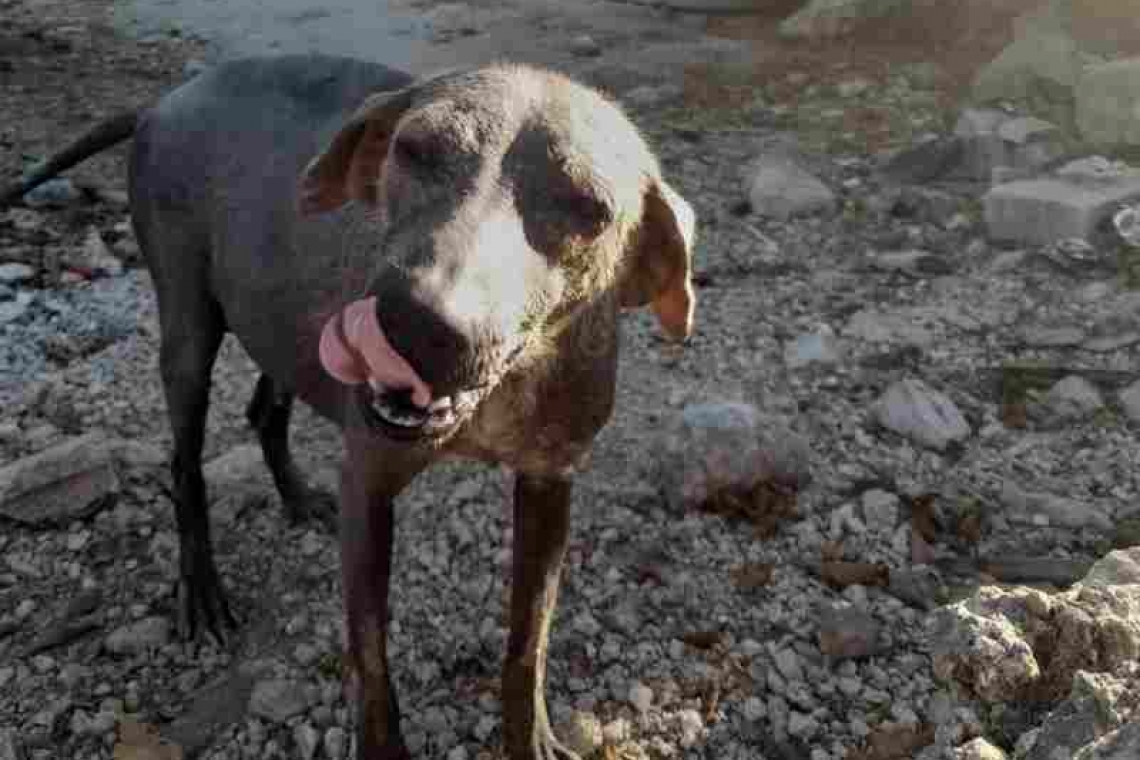 Asociación "Peludos Felices" denunció crueldad contra la perrita "BUBULUBU"